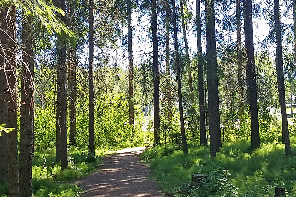 Stadsträd Och Skog - Umeå Kommun